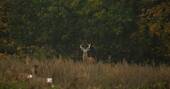 Wild deer on site (2)