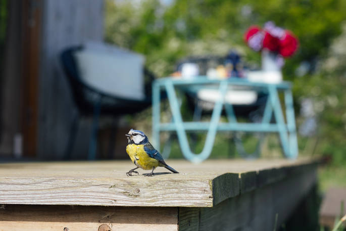 A curious little Blue Tit at the Woodcock Cabin in Norfolk