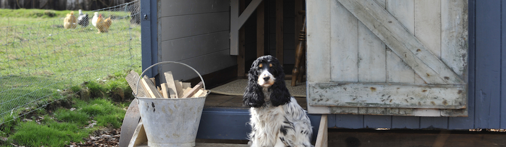 dog outside Westfield Farm in Norfolk