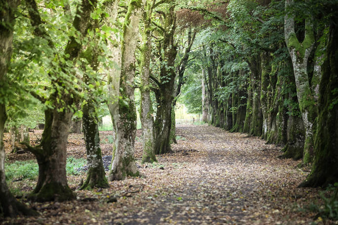 Estate has woodlands that guests can explore