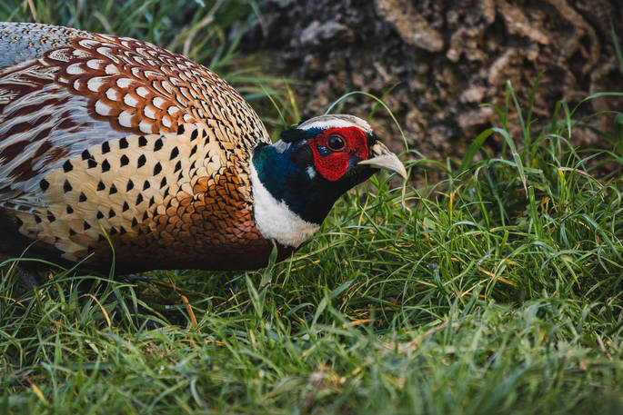 Ash at Tughall cabin - pheasant, Tughall Grange Farm, Chathill, Northumberland