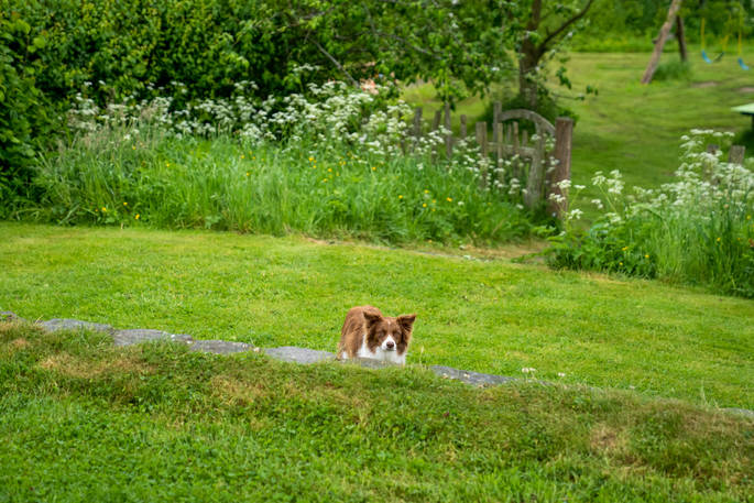 dog in the garden at Offa's Dyke Yurt in Shropshire