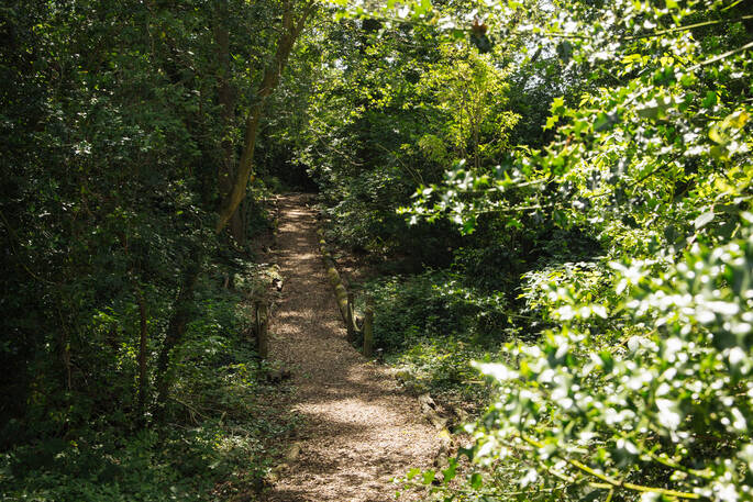 Path through the trees