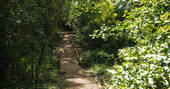 Path through the trees