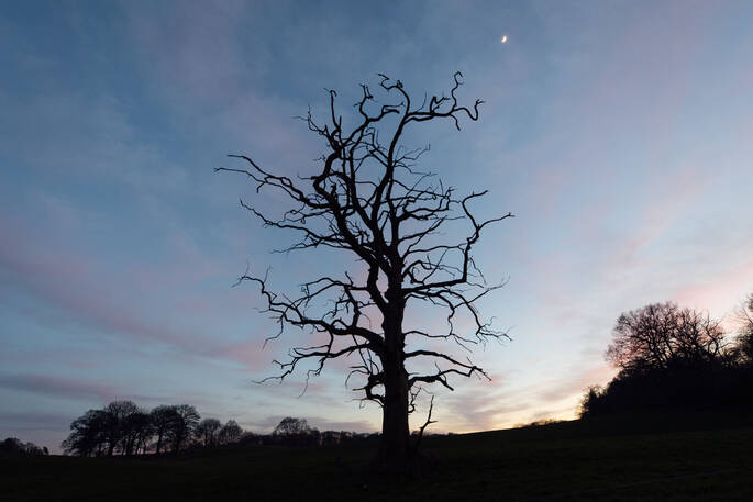 Tree sillhouette