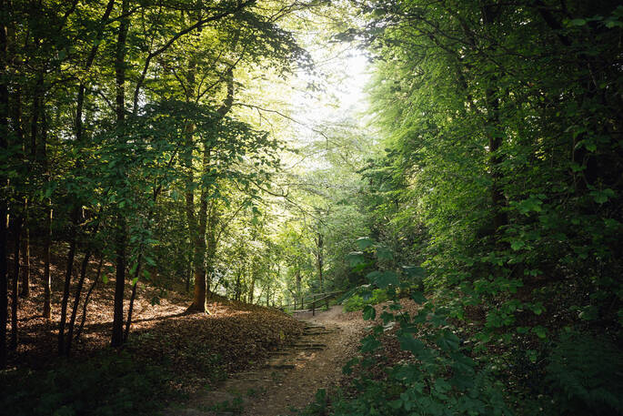Woodland path