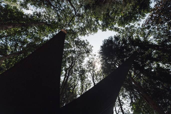 Under the tall trees