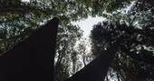 Under the tall trees
