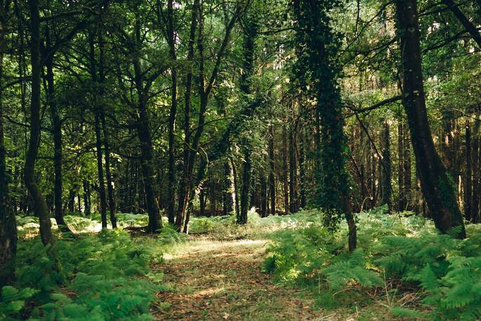 Access to private woodland
