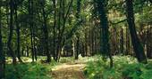 Access to private woodland