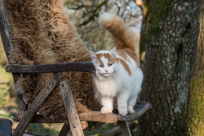 Contented cat at Dimpsey Yonder Shepherd's Hut in Somerset