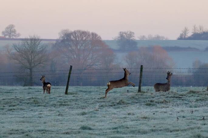Local wildlife 