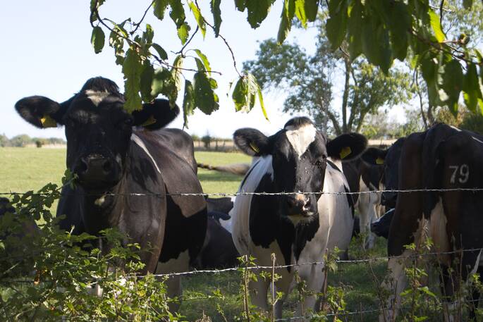 The locals
