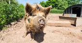 the nancy blackett highgates farm pig