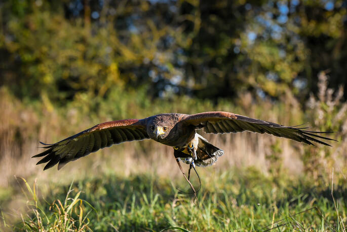 Bird of prey experience 