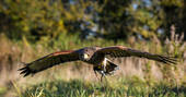 Bird of prey experience 