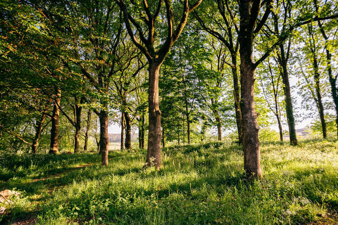 woodland