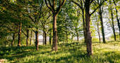 woodland