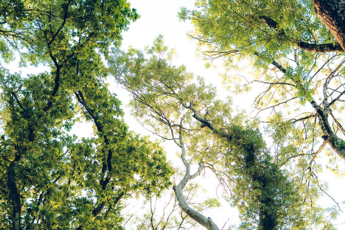 18. Trees surrounding the treehouse