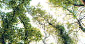 18. Trees surrounding the treehouse