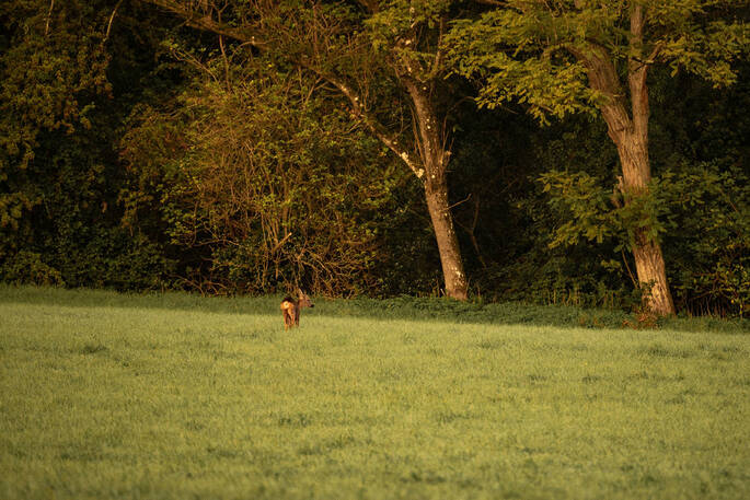 Spot the deer in neighbouring fields