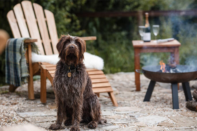 Dog-friendly space (2)