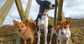 crook's view shepherd's hut woodspring farm dogs