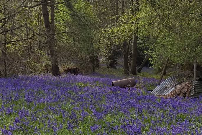 Bluebells in the woods April 2019