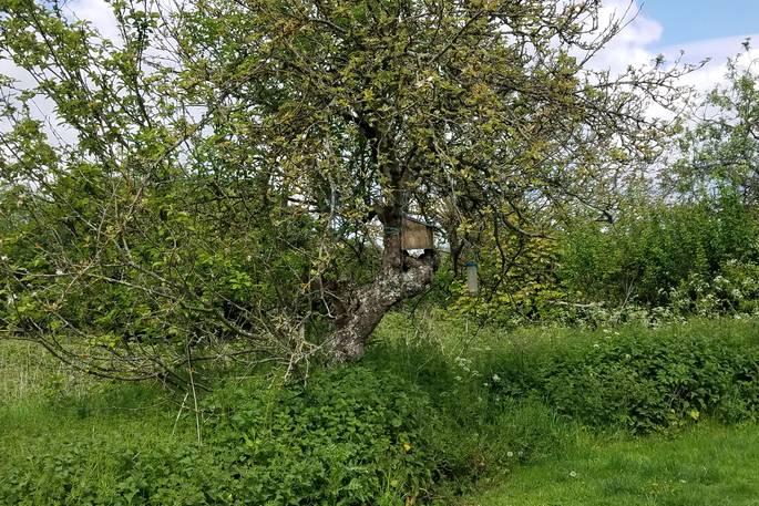 The beautiful trees at Coppins Farm in Suffolk