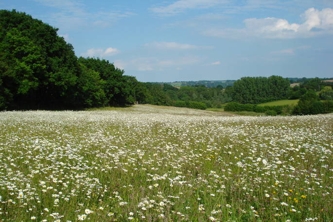 Walk through the meadow filled with daisies at Coppins Farm in Suffolk