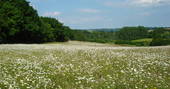 Walk through the meadow filled with daisies at Coppins Farm in Suffolk