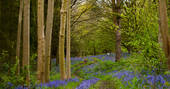 Walk through the woods at Coppins Farm in Suffolk  