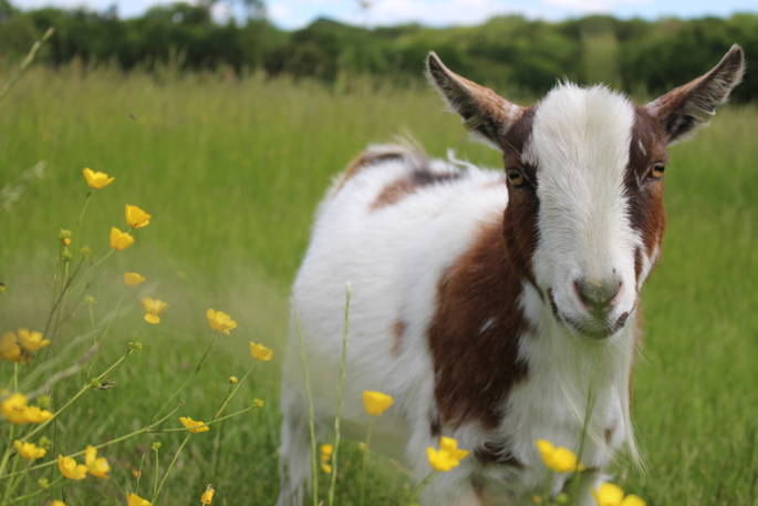 Meet the Animals Magnus the Goat at Secret Meadows by Charlotte Daniel