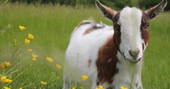 Meet the Animals Magnus the Goat at Secret Meadows by Charlotte Daniel