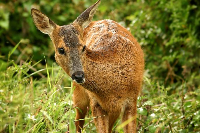 Wildlife Curious Roe Deer by Tony Fagan