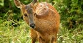 Wildlife Curious Roe Deer by Tony Fagan