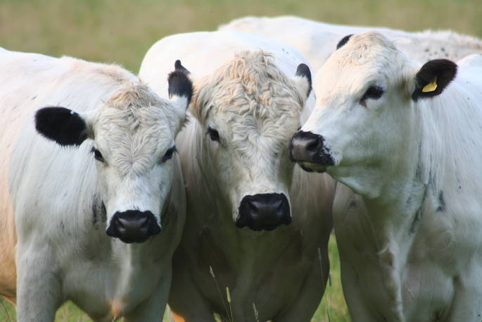 British White Cattle at Secret Meadows in Suffolk