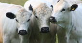 British White Cattle at Secret Meadows in Suffolk