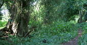 Walk the woodland paths at Secret Meadows in Suffolk