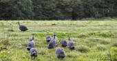 Bodichon Yurt guinea fowl birds at Robertsbridge, Sussex