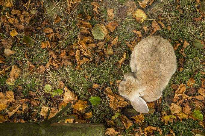 Woodland bunny at Swallowtail Hill in Sussex