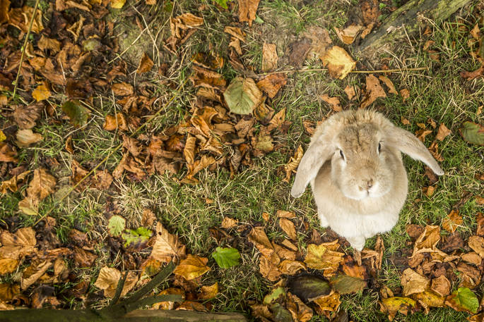 A little bunny at Swallowtail Hill in Sussex
