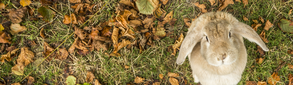 swallowtail hill farm