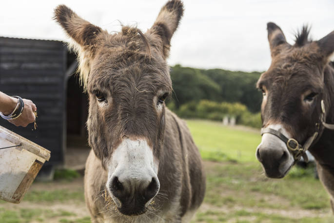 Meet the animals at Swallowtail Hill in Sussex