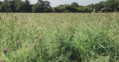One of the stunning wild flower meadows to explore at Swallowtail Hill in Sussex
