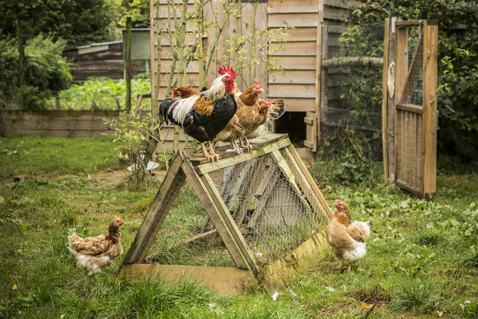 Chickens at Swallowtail Hill in Sussex