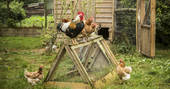 Chickens at Swallowtail Hill in Sussex