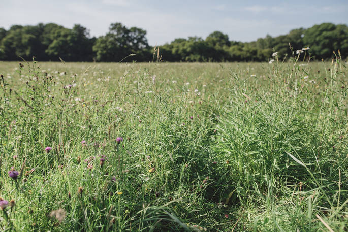 Explore the wildflower meadow at Swallowtail Hill in Sussex