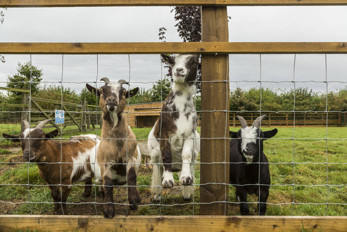 Some curious mini goats at Swallowtail Hill in Sussex