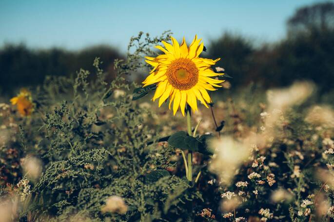 Sunflowers